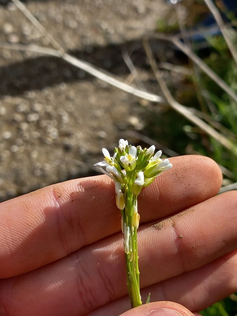 Arabis planisiliqua