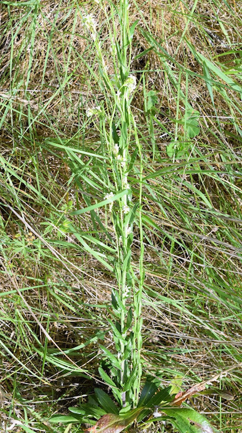 Arabis planisiliqua photo 2