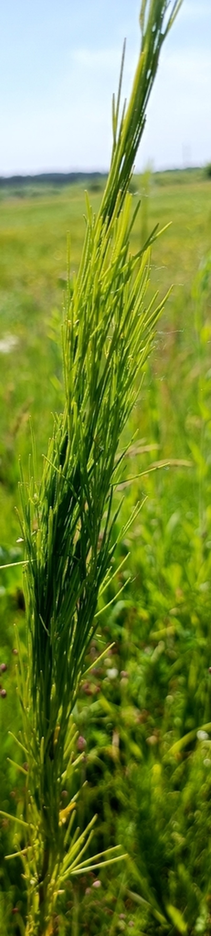 Arabis planisiliqua photo 3