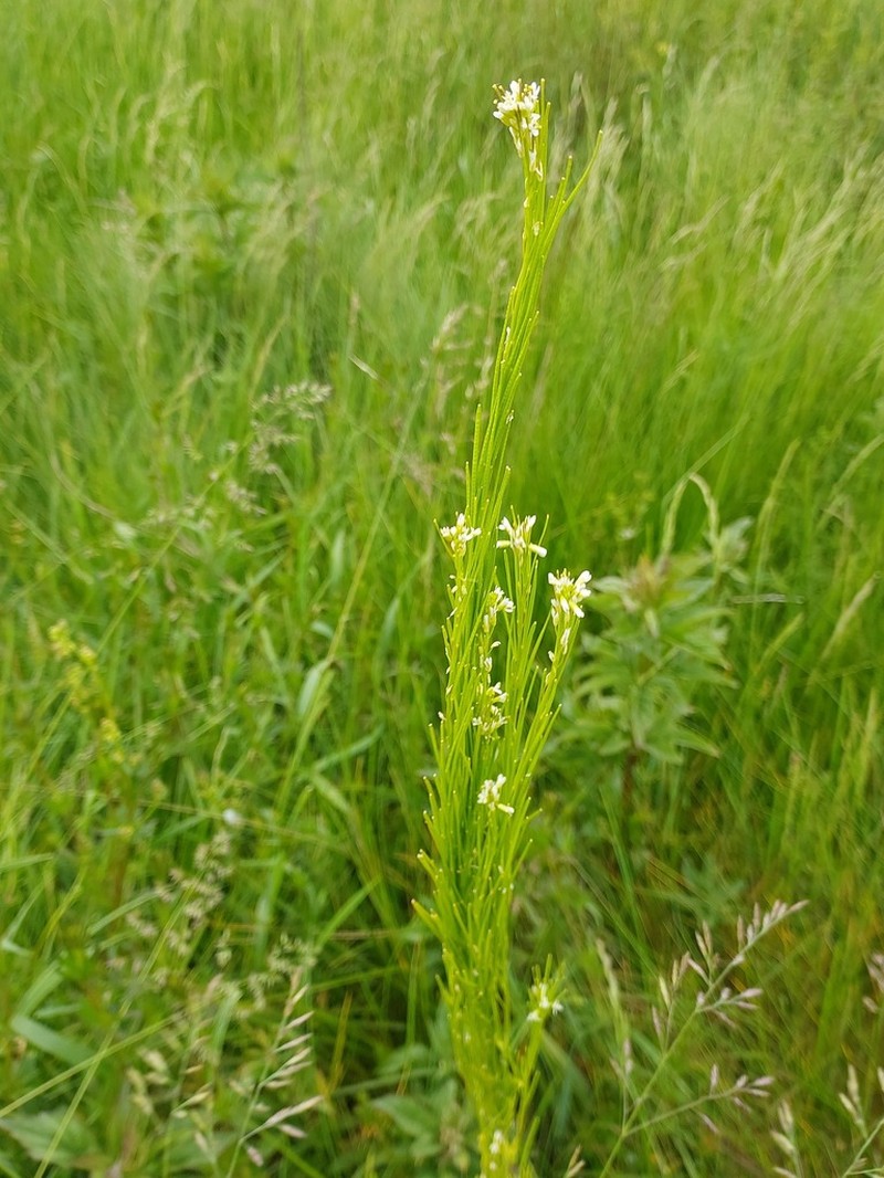 Arabis planisiliqua photo 4