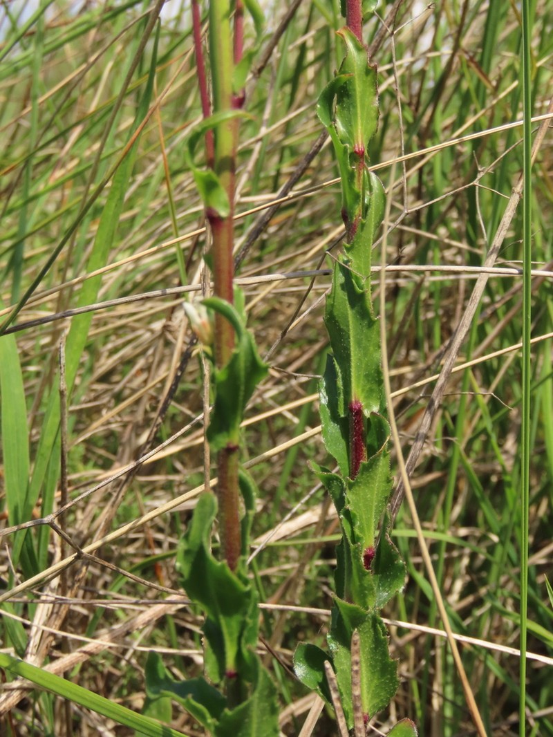 Arabis planisiliqua photo 5