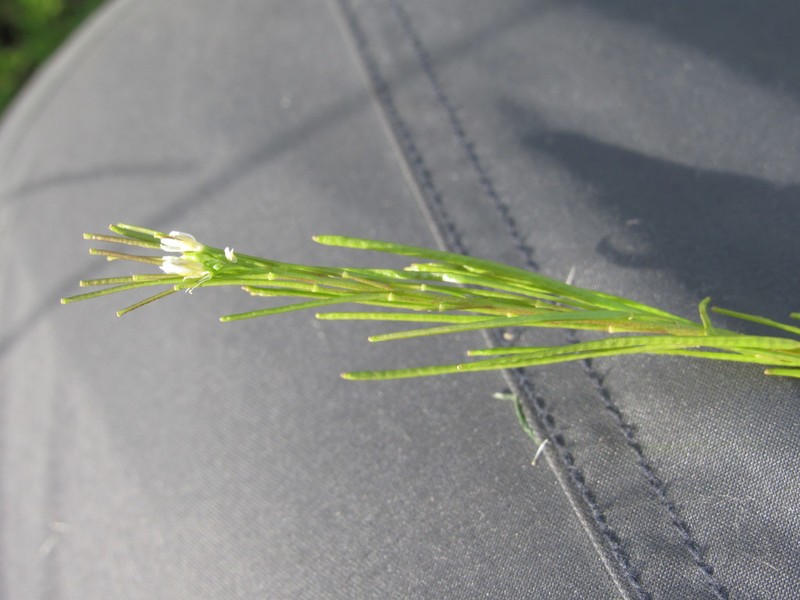 Arabis planisiliqua photo 6