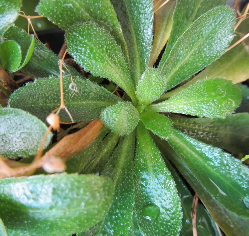 Arabis planisiliqua photo 7