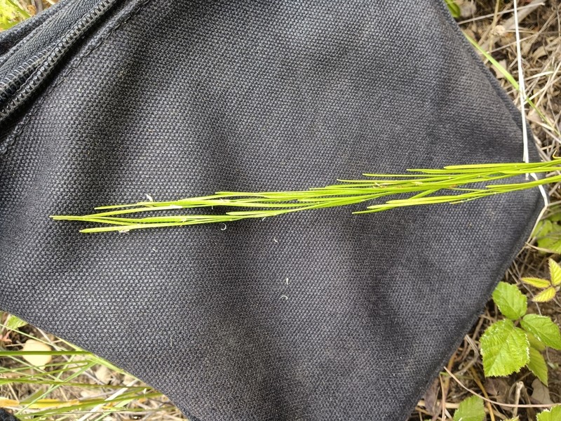 Arabis planisiliqua photo 8
