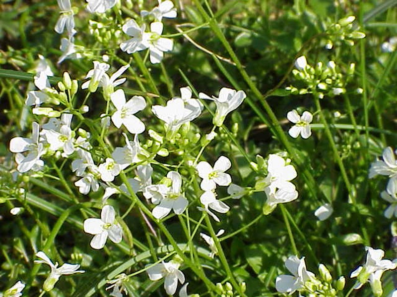 Running Rockcress