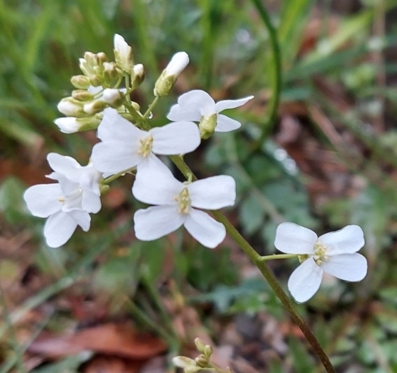 Running Rockcress photo 2