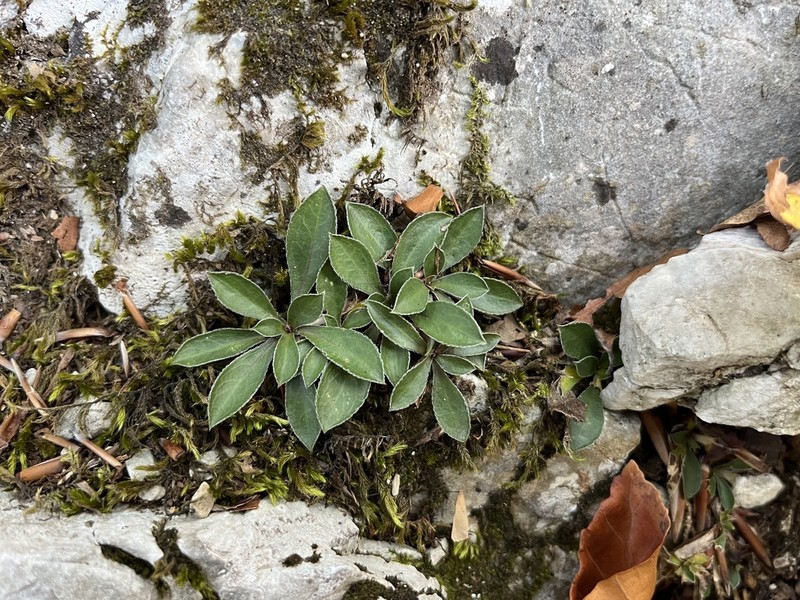 Running Rockcress photo 3