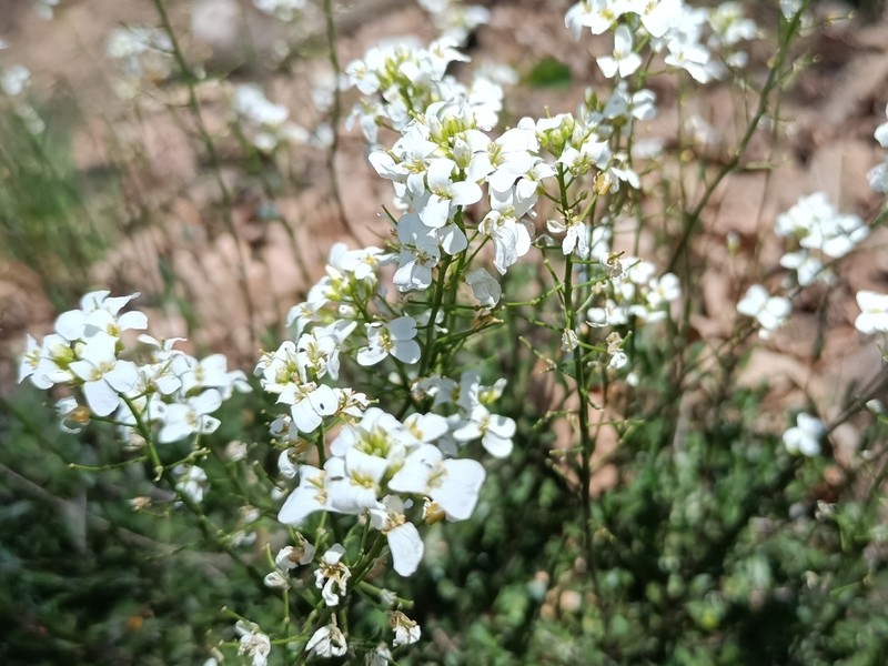 Running Rockcress photo 4