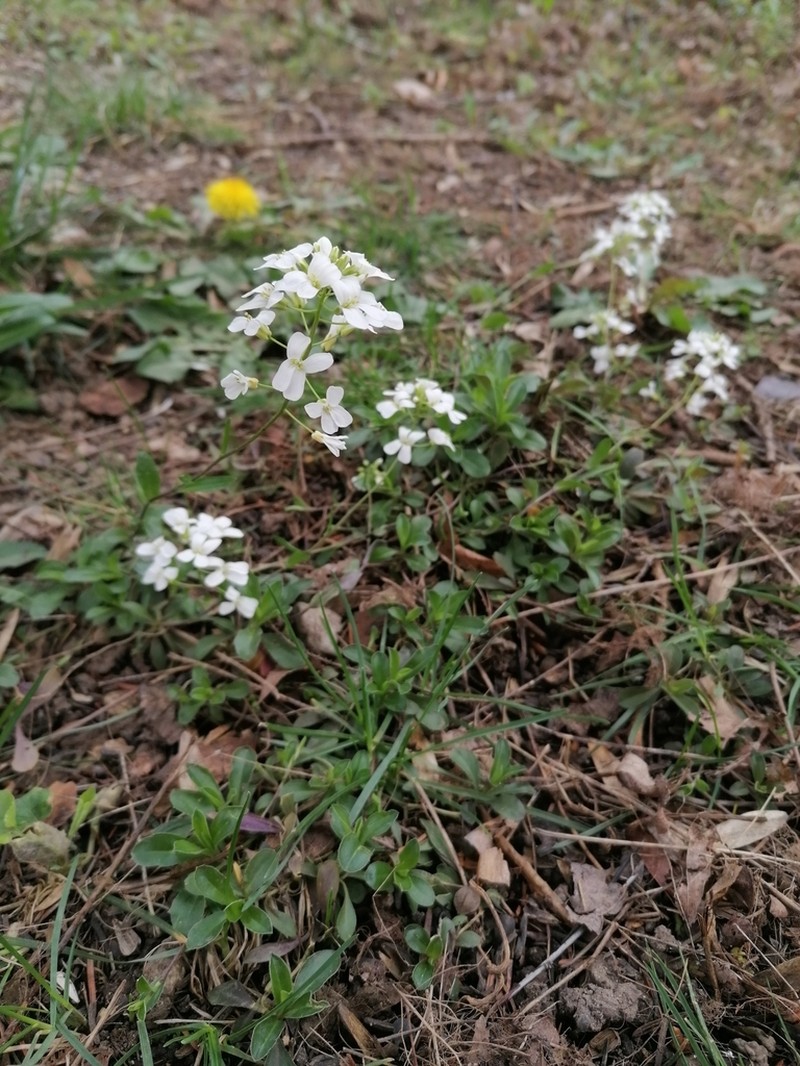 Running Rockcress photo 5