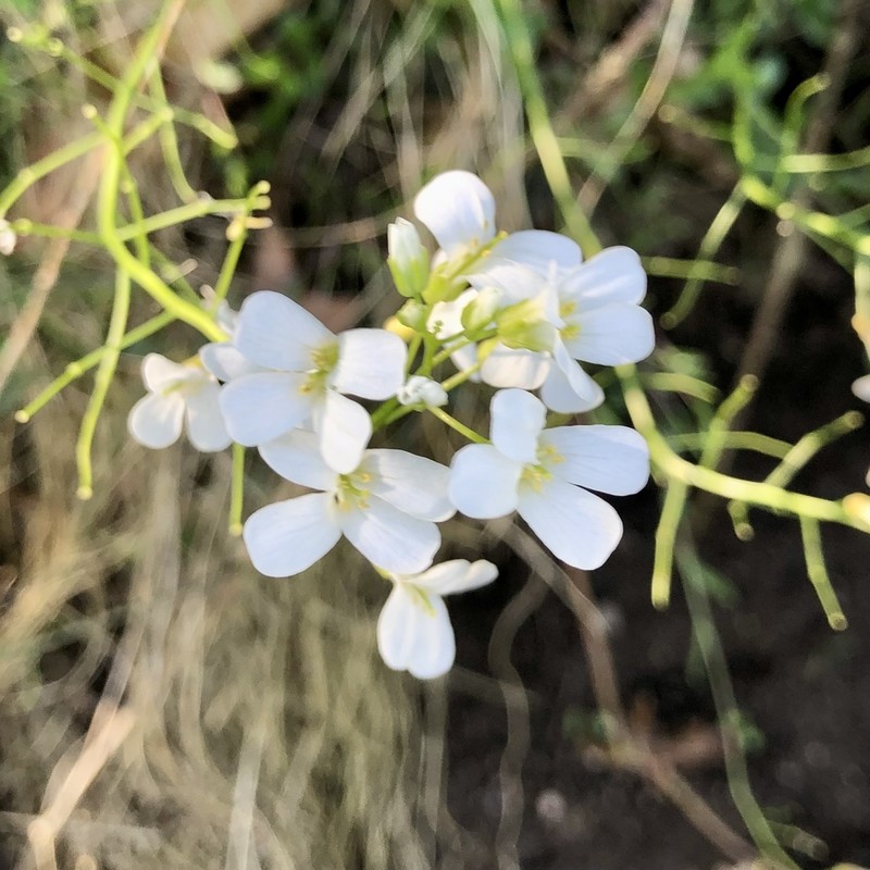 Running Rockcress photo 6