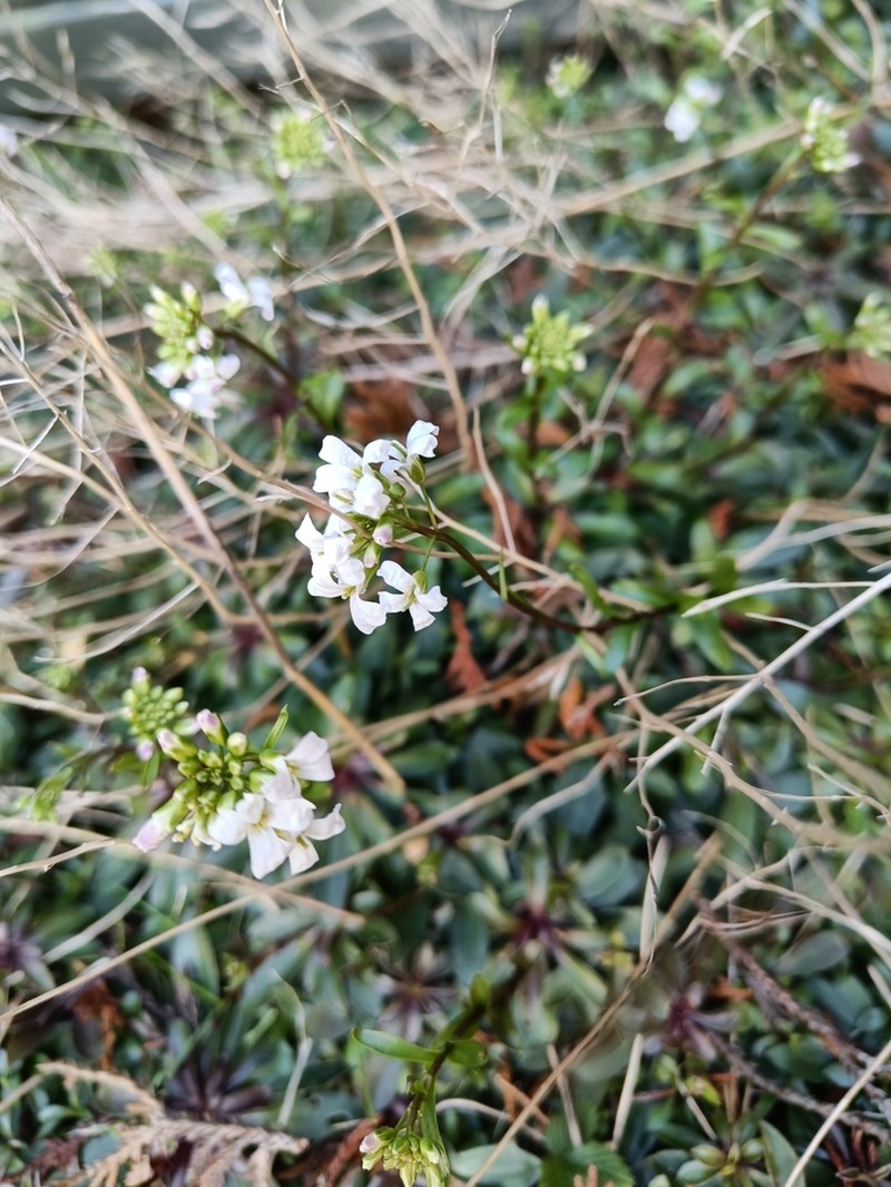 Running Rockcress photo 7