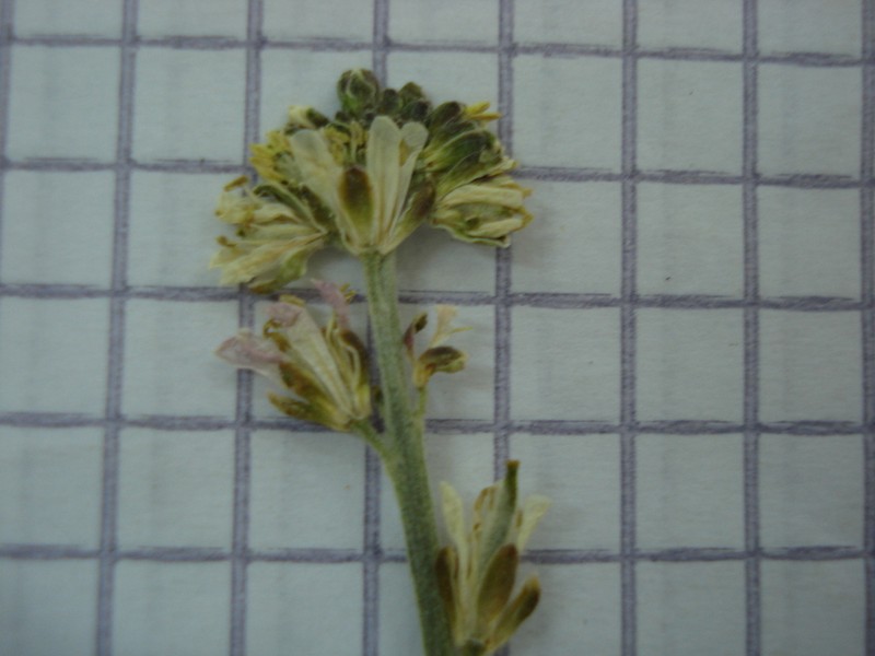 Arabis pubescens