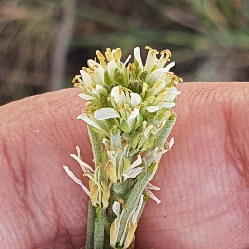 Arabis pubescens photo 3