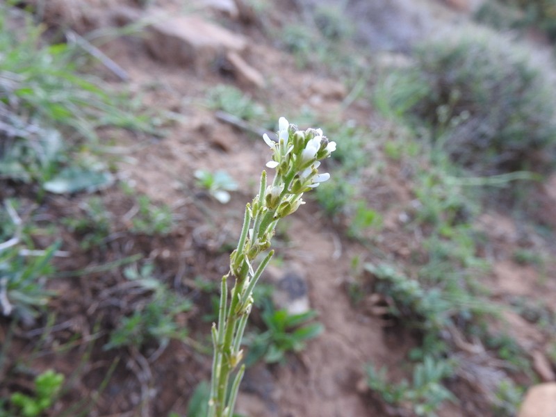 Arabis pubescens photo 4