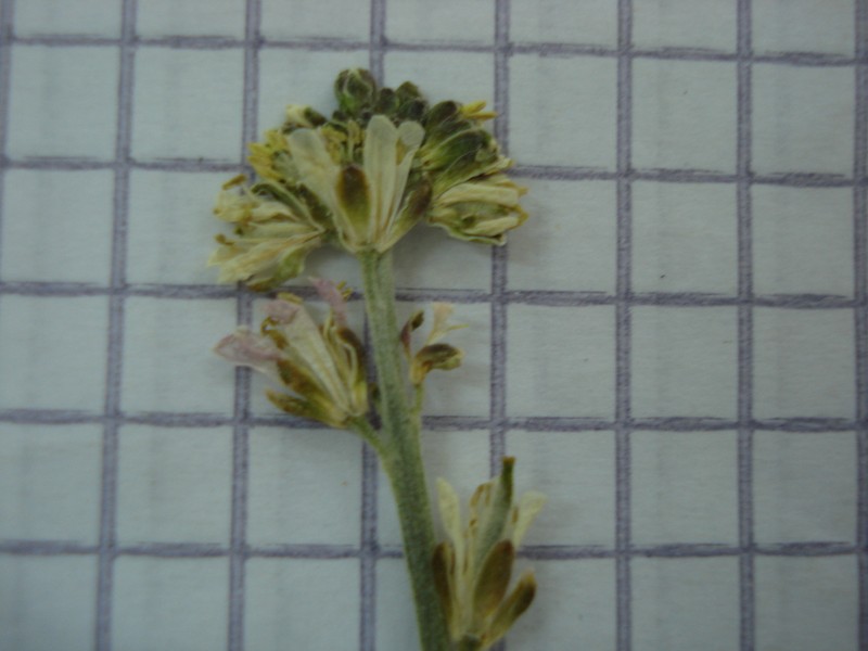 Arabis pubescens photo 7