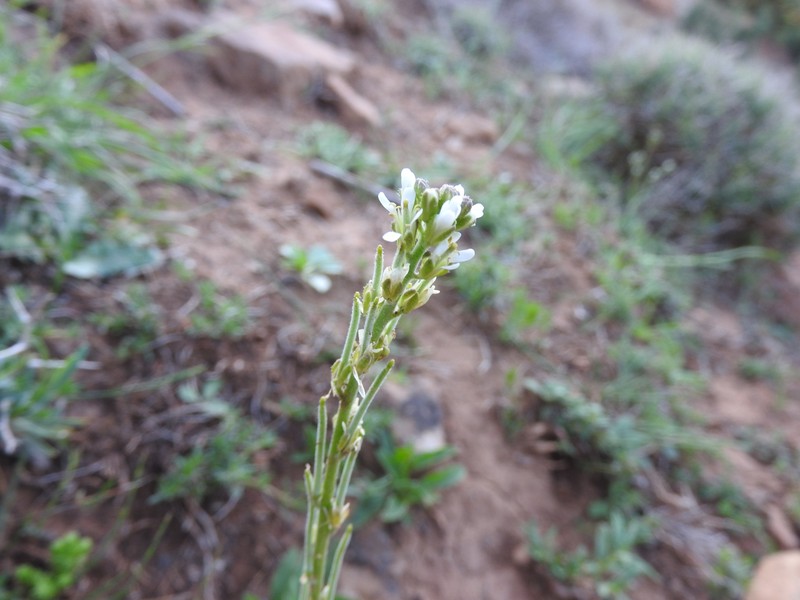 Arabis pubescens subsp. pubescens