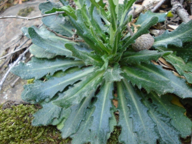 Arabis pubescens subsp. pubescens photo 3