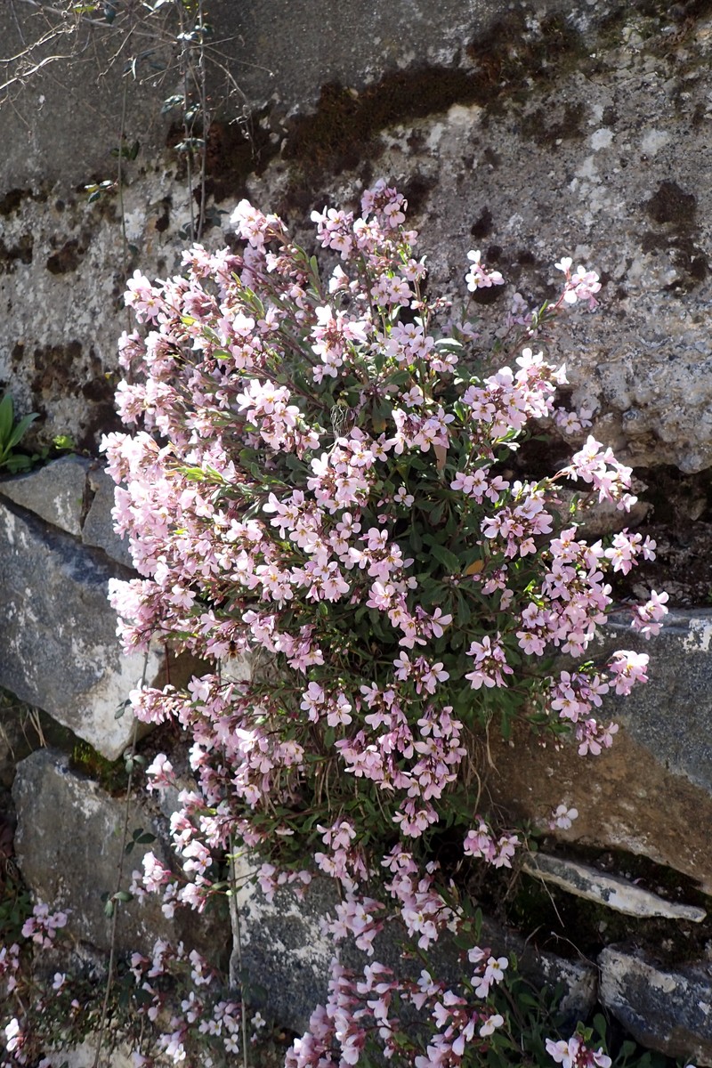 Arabis purpurea
