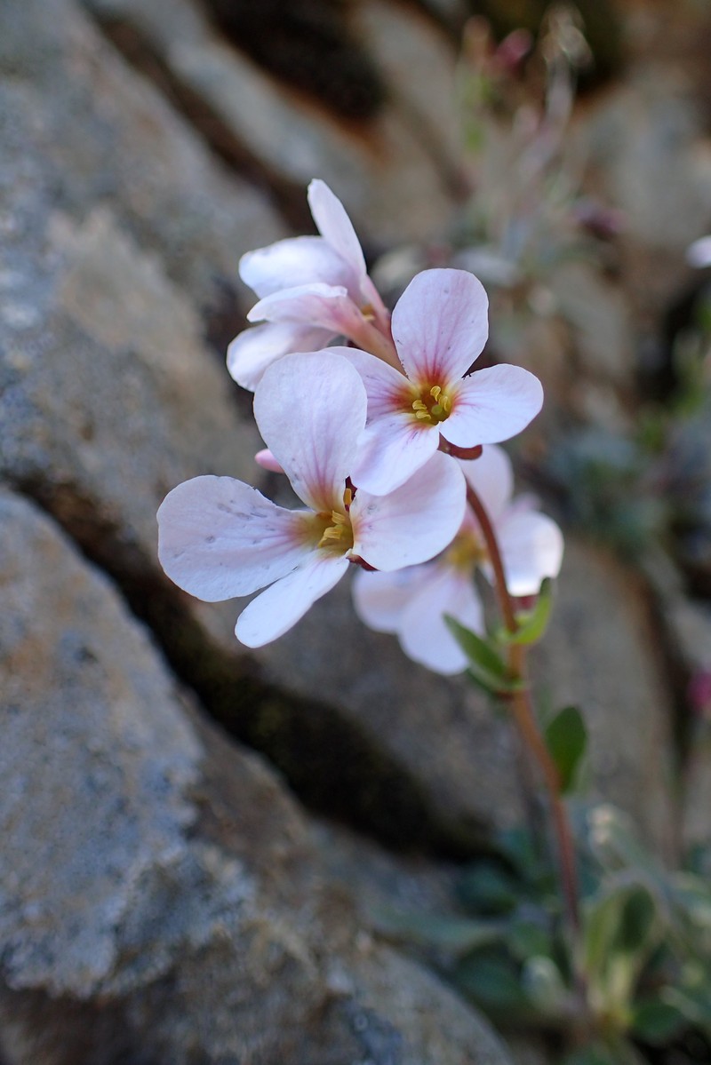 Arabis purpurea photo 2