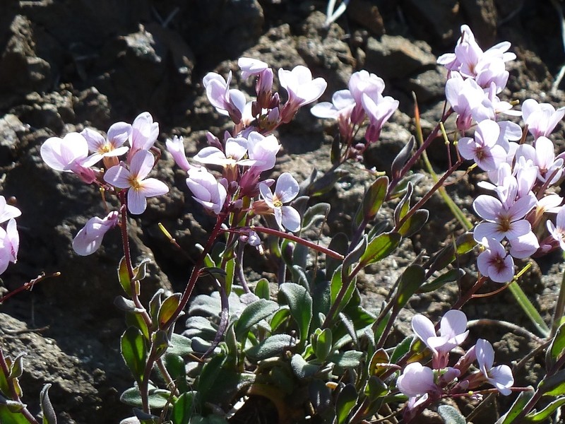 Arabis purpurea photo 3