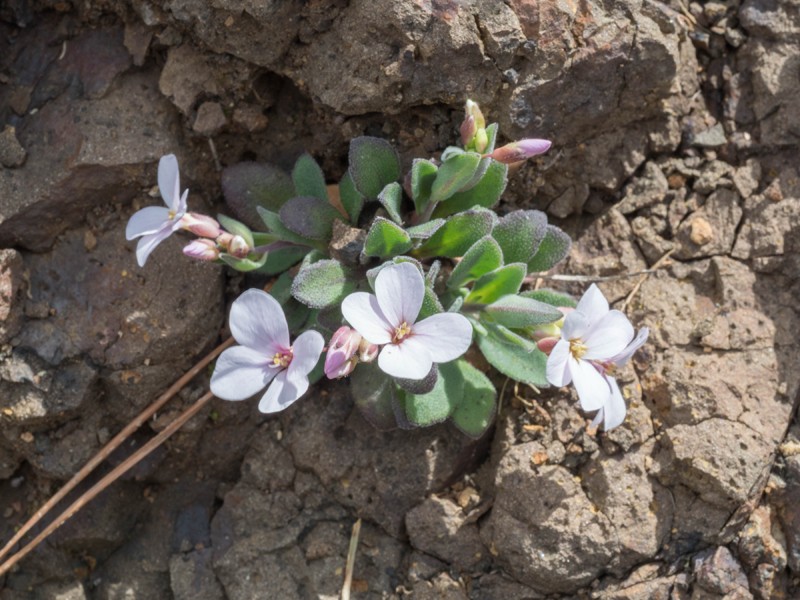 Arabis purpurea photo 4