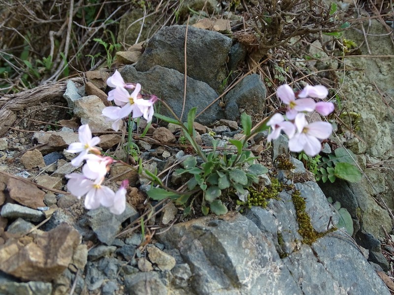 Arabis purpurea photo 5