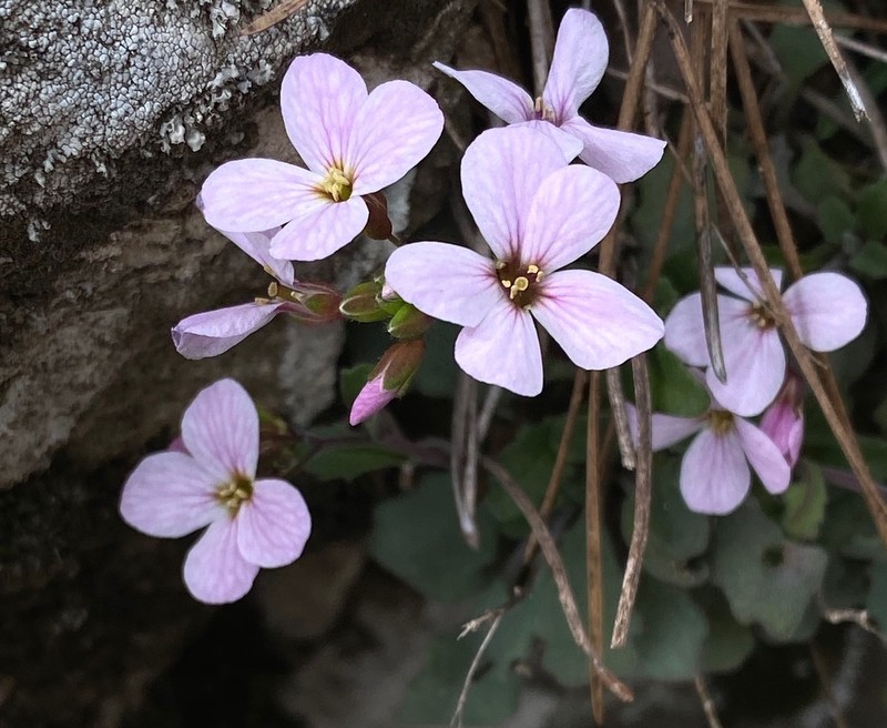 Arabis purpurea photo 6