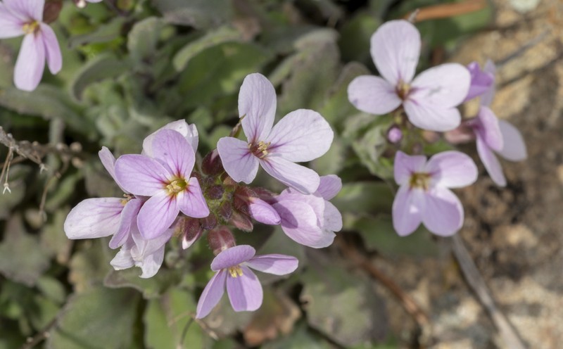 Arabis purpurea photo 7