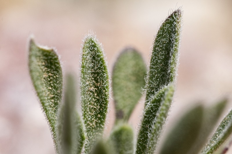 Fremont County Rockcress