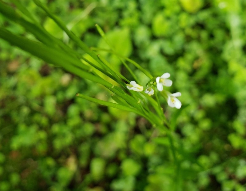 Arabis pycnocarpa photo 2