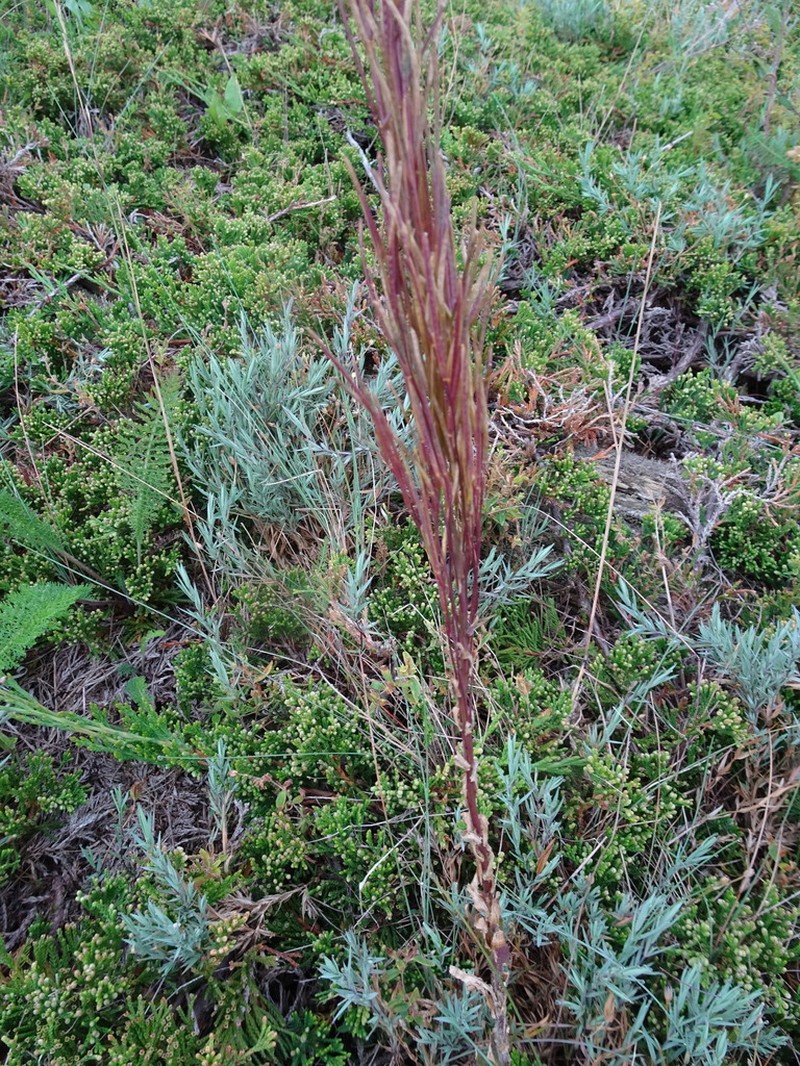 Arabis pycnocarpa photo 3