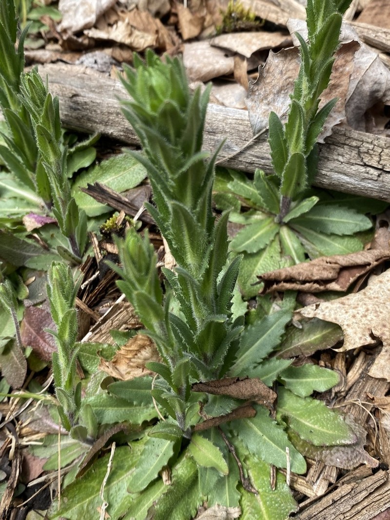 Arabis pycnocarpa photo 4