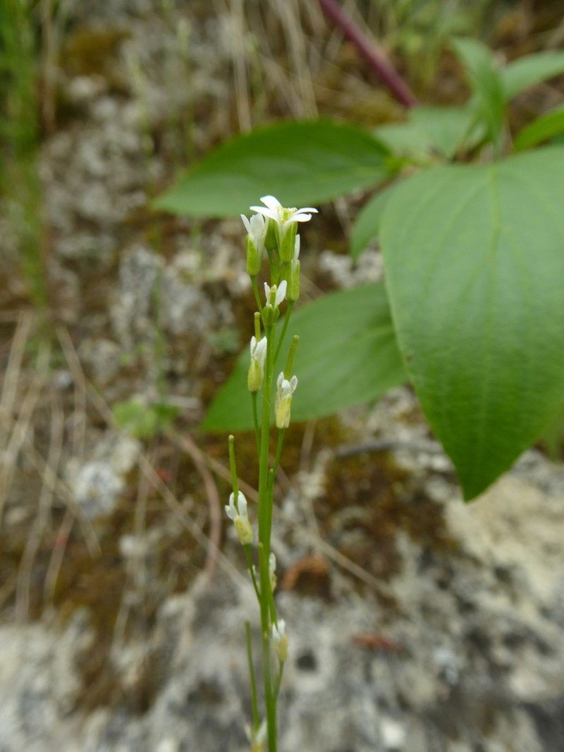 Arabis pycnocarpa photo 6