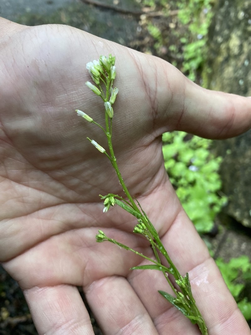 Arabis pycnocarpa photo 7