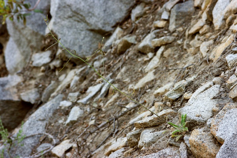 Yosemite rockcress photo 2