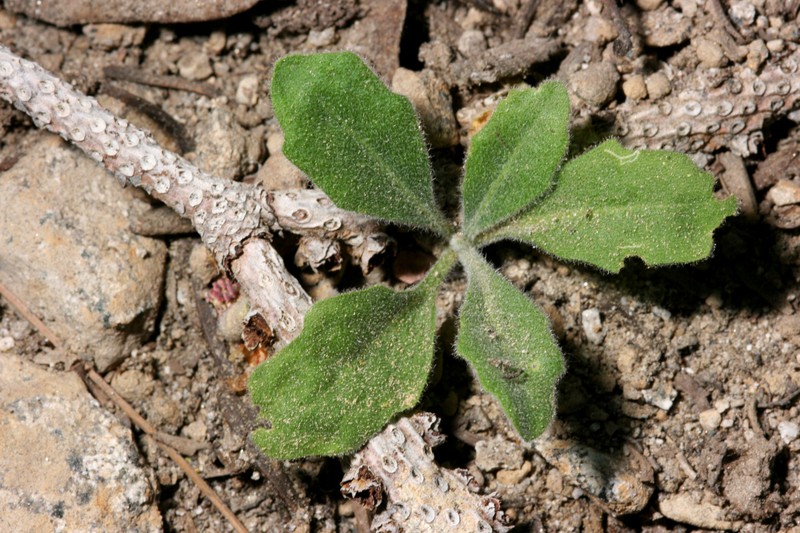 Yosemite rockcress photo 3