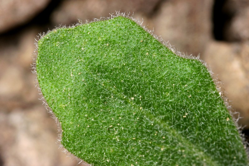 Yosemite rockcress photo 4