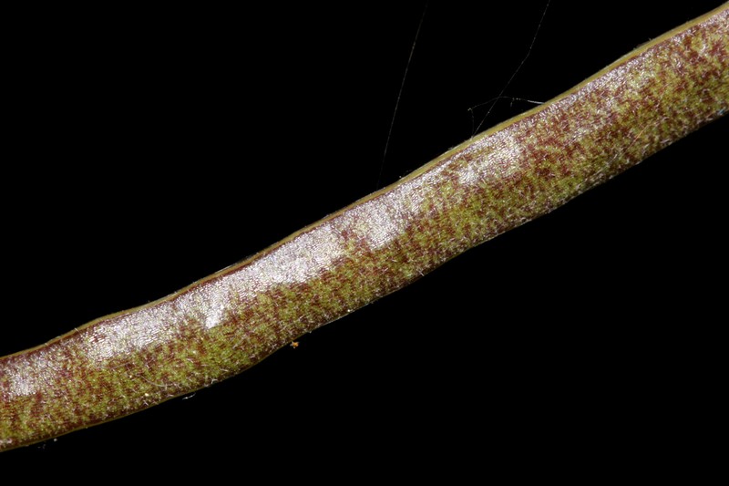 Yosemite rockcress photo 5