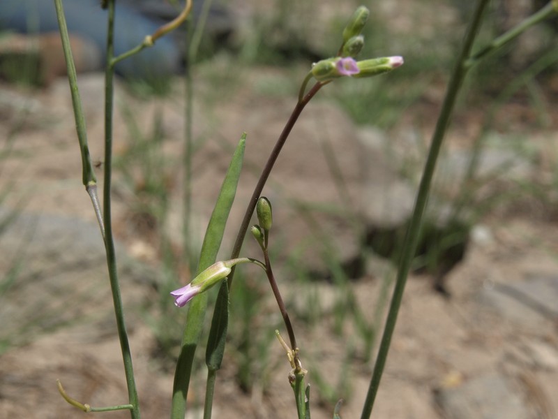 Trinity Mountain Rockcress