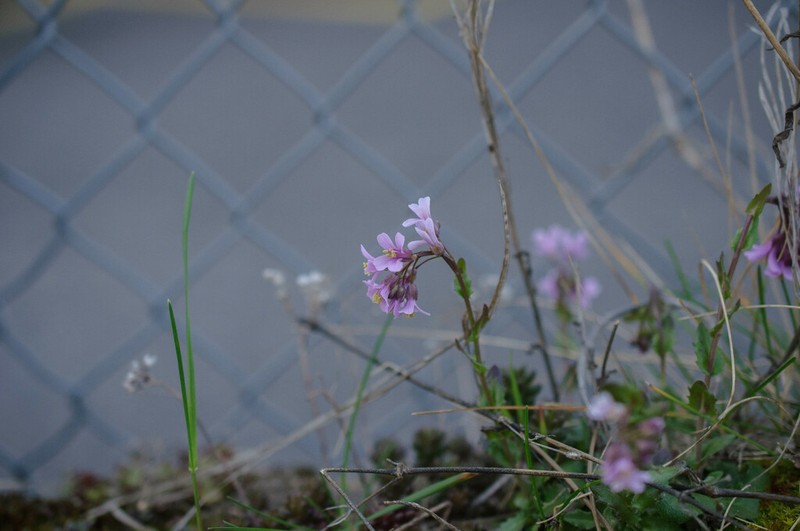 Arabis rosea photo 2
