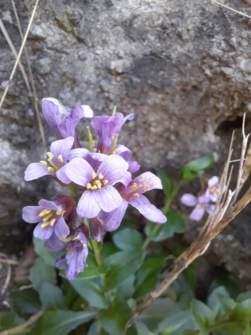 Arabis rosea photo 3