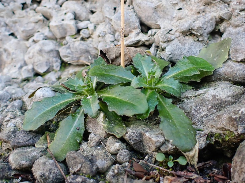 Arabis rosea photo 4