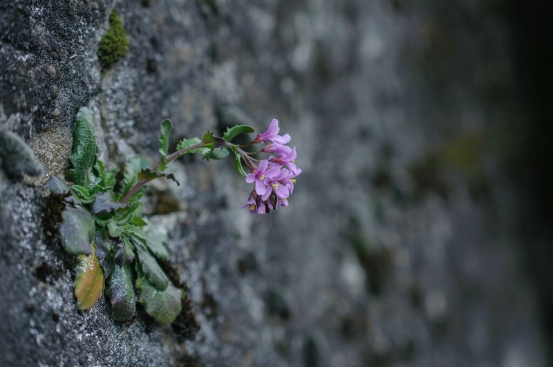 Arabis rosea photo 5