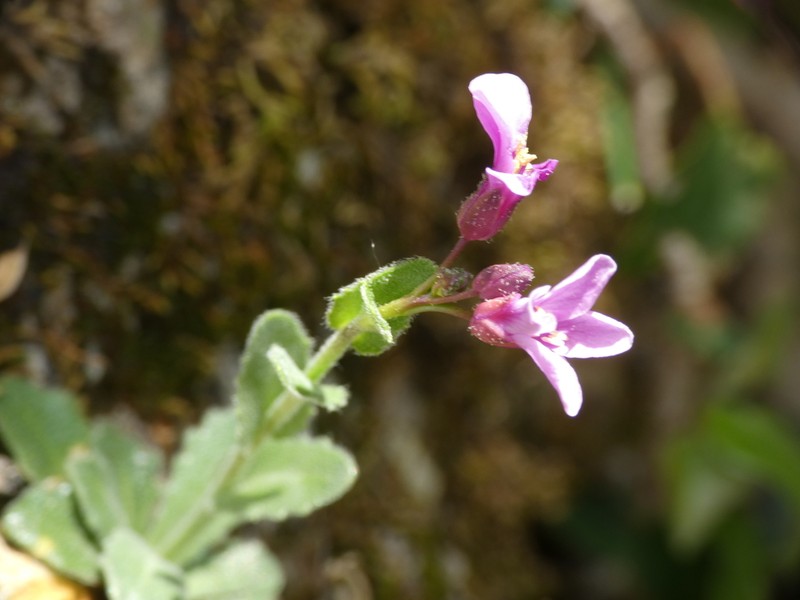 Arabis rosea photo 6