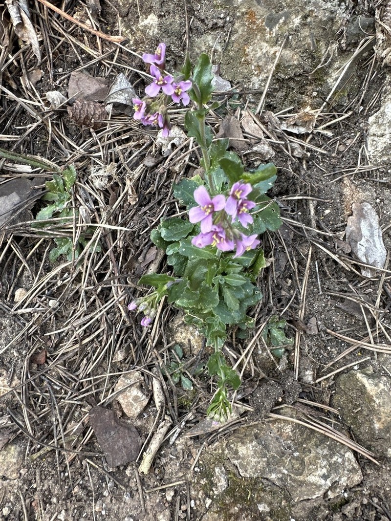 Arabis rosea photo 7