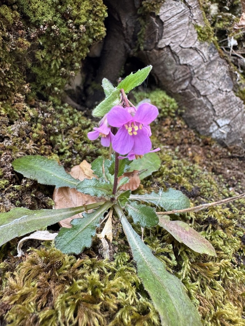 Arabis rosea photo 8