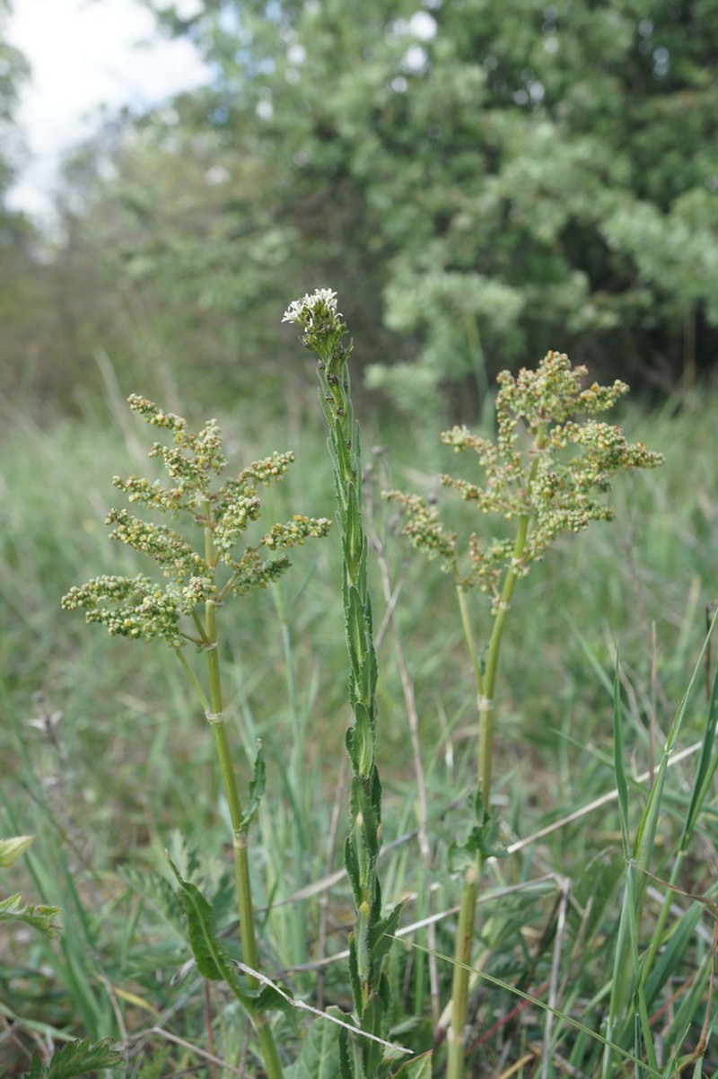 Arabis sagittata
