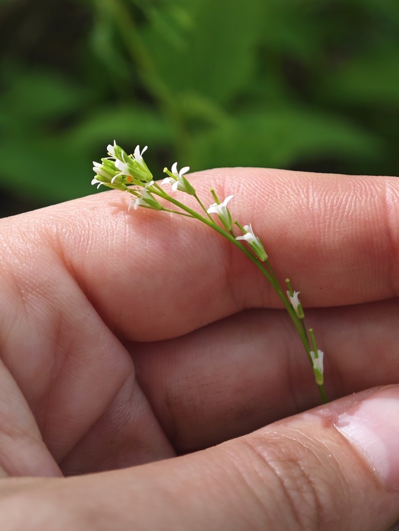 Arabis sagittata photo 3
