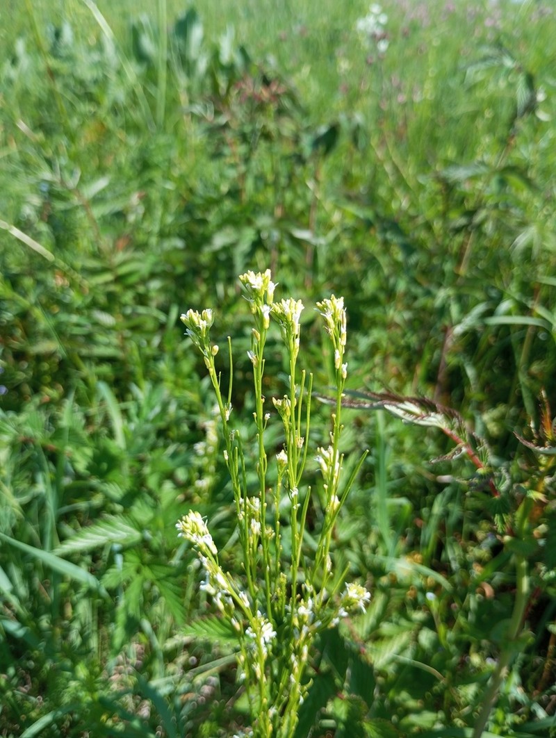 Arabis sagittata photo 4