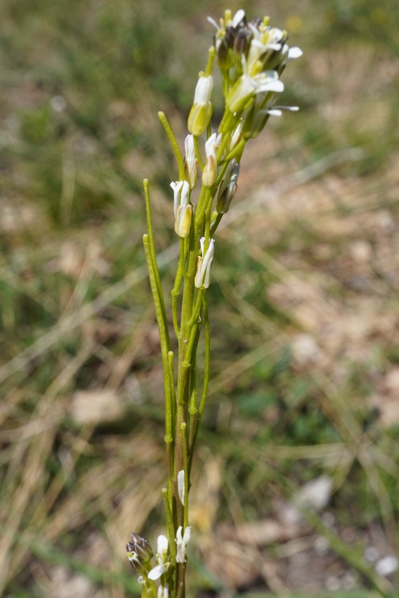 Arabis sagittata photo 5